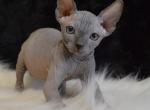 Kitten - Sphynx Kitten For Sale - Abington, PA, US