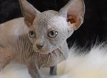 Kitten blue - Sphynx Kitten For Sale - Abington, PA, US