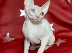 Jessica - Sphynx Kitten For Sale - Norwalk, CT, US