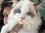 Purebred Male bicolor Seal Point Ragdoll Kitten - Ragdoll Kitten For Sale - Beavercreek, OH, US