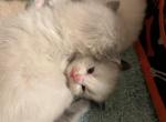 Ragdoll kittens - Ragdoll Kitten For Sale - 