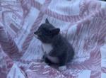 Fluffy - Domestic Kitten For Sale - Agawam, MA, US