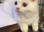 snowflake - Munchkin Kitten For Sale - Pensacola, FL, US