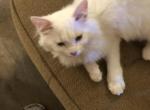 Doll face - Persian Kitten For Sale - 