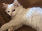 Baby doll - Persian Kitten For Sale - 