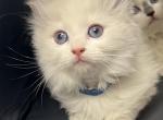 Sale Pending Ragdoll Male Blue Collar - Ragdoll Kitten For Sale - 