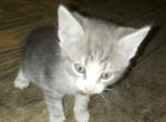 Girl - Domestic Kitten For Sale - 