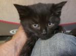 Mishka - Domestic Kitten For Sale - 