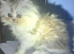 Cash - Persian Kitten For Sale - La Porte, TX, US