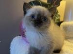 Siamese - Siamese Kitten For Sale - 