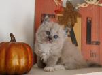 Cora - Ragdoll Kitten For Sale - Guys Mills, PA, US