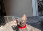 Sphynxi - Sphynx Kitten For Sale - 