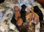 The Fine Nine - Maine Coon Kitten For Sale - Roann, IN, US