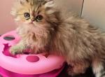 Persain female shaded Golden  Honey - Persian Kitten For Sale - 