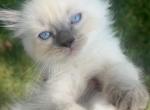 read Boy - Ragdoll Kitten For Sale - 