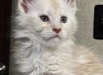 Alexander - Maine Coon Kitten For Sale - 