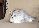 Harly - Scottish Fold Kitten For Sale - 