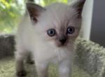 Ragdoll Blue Point males - Ragdoll Kitten For Sale - Gurnee, IL, US