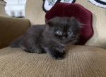 Benny - Scottish Fold Kitten For Sale - 