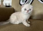 Button - Scottish Fold Kitten For Sale - Levittown, PA, US