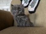 Bonnie - Scottish Straight Kitten For Sale - Levittown, PA, US