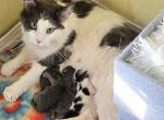 Marvel Litter - Maine Coon Kitten For Sale - 