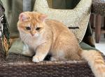 Lucky - British Shorthair Kitten For Sale - FL, US