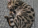 Fae - Bengal Kitten For Sale - 