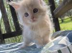 Atom Red Smoke Boy - Maine Coon Kitten For Sale - Benton, PA, US