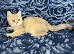 Leo - British Shorthair Kitten For Sale - Renton, WA, US