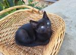 Eclipse - Domestic Kitten For Sale - 