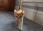 Pancake - Domestic Kitten For Sale - Chambersburg, PA, US