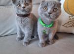 Scottish cuties - Scottish Straight Kitten For Sale - Sacramento, CA, US