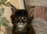 Violett - Maine Coon Kitten For Sale - 