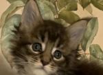 tiger  one - Maine Coon Kitten For Sale - 