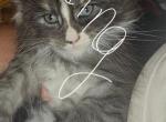 Black and white smoke tuxedo - Maine Coon Kitten For Sale - Rockford, IL, US