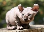 Odin - Sphynx Kitten For Sale - 