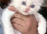 Kiernan - Ragdoll Kitten For Sale - NY, US