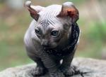 Odry - Sphynx Kitten For Sale - Norwalk, CT, US