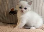 Sapphire - Ragdoll Kitten For Sale - NY, US