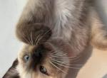 Female seal point - Siamese Kitten For Sale - 