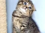 Lola - Scottish Fold Kitten For Sale - Chicago, IL, US