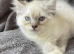 Tica seal lynx mitted male - Ragdoll Kitten For Sale - Butler, PA, US