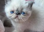 Nova's litter - Exotic Kitten For Sale - Goodyear, AZ, US