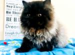 Black Smoke Female - Persian Kitten For Sale - Safety Harbor, FL, US