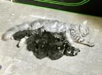 Litter 4 weeks - Maine Coon Kitten For Sale - 