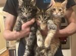 Gorgeous Maine coons - Maine Coon Kitten For Sale - Colorado Springs, CO, US