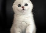 Molly - Scottish Fold Kitten For Sale - Buffalo Grove, IL, US