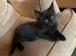 Darknesss - Maine Coon Kitten For Sale - Union City, MI, US