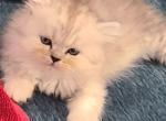 Jon Sno - Persian Kitten For Sale - NJ, US